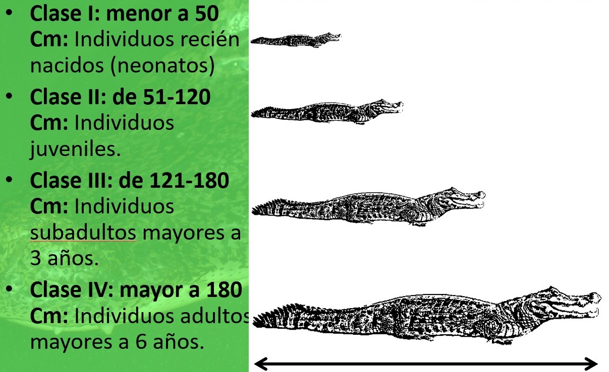 Figura 2. Categorías de tamaño (clases) en Caiman yacare