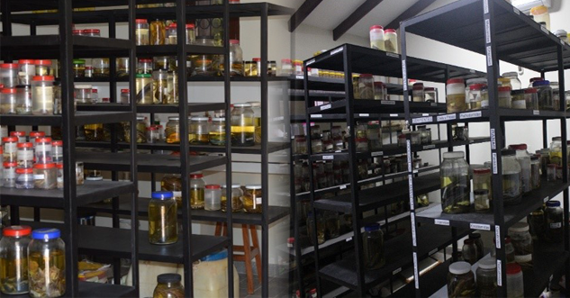 Estantes de la colección