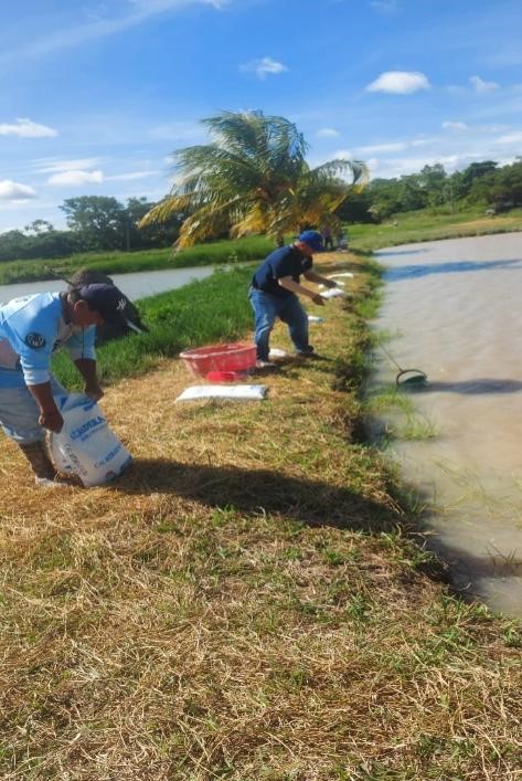 Actividad de investigación en producción de pacú y tambaquí
