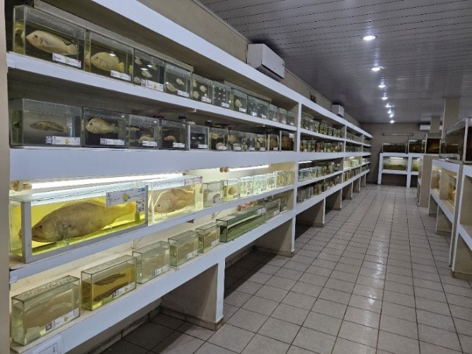 Muestras de peces en exhibición
