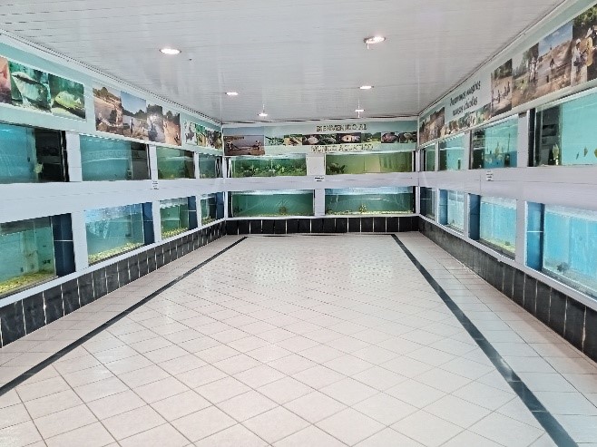 Peces vivos y nativos en exhibición en la Sala de Acuarios