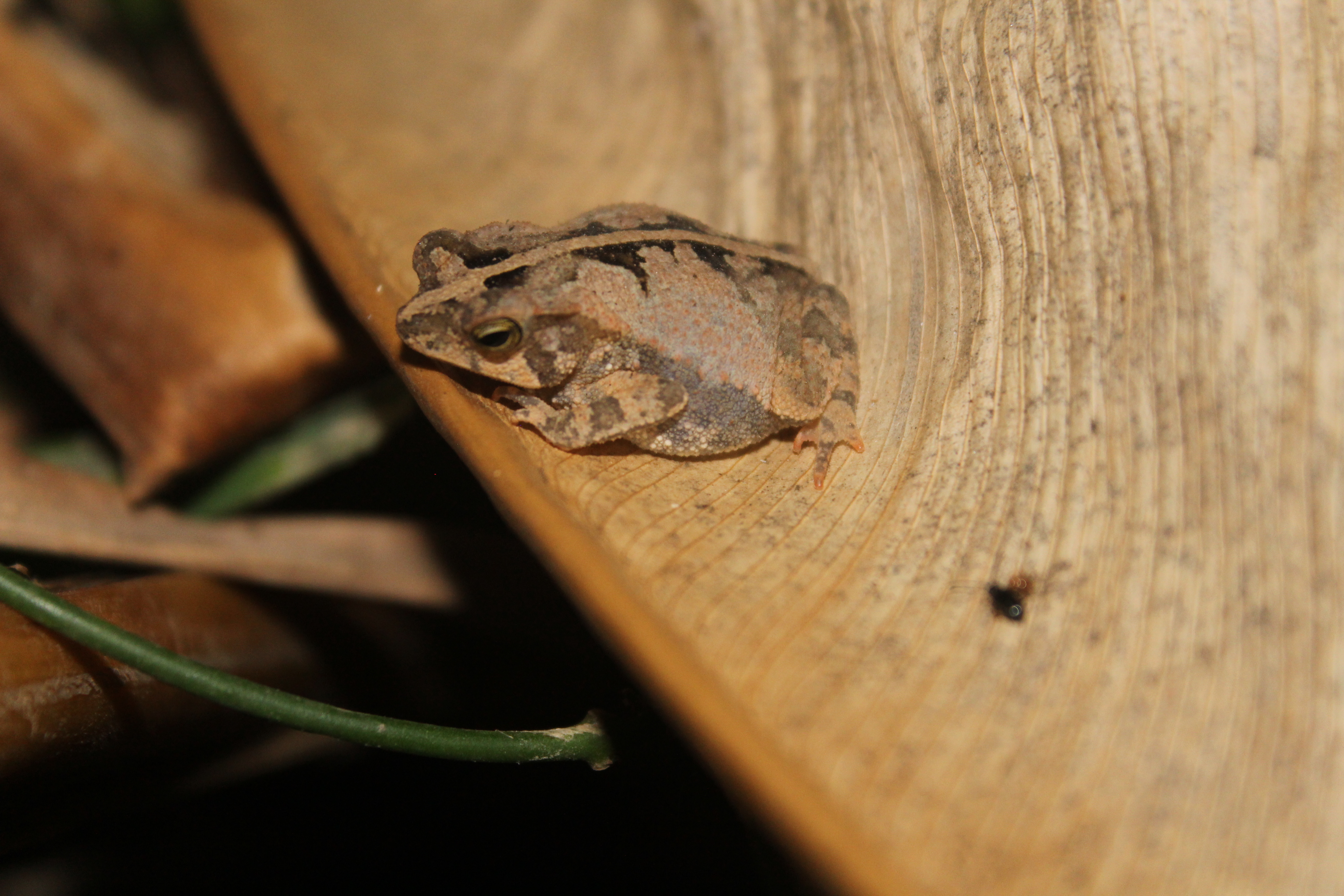 Herpetología
