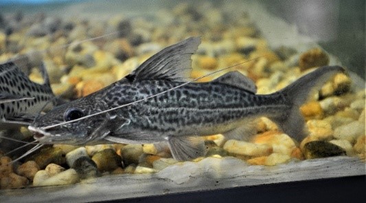 Bagrecito común - Pimelodus ornatus