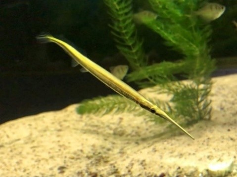 Pez aguja - Pseudotysurus angusticeps