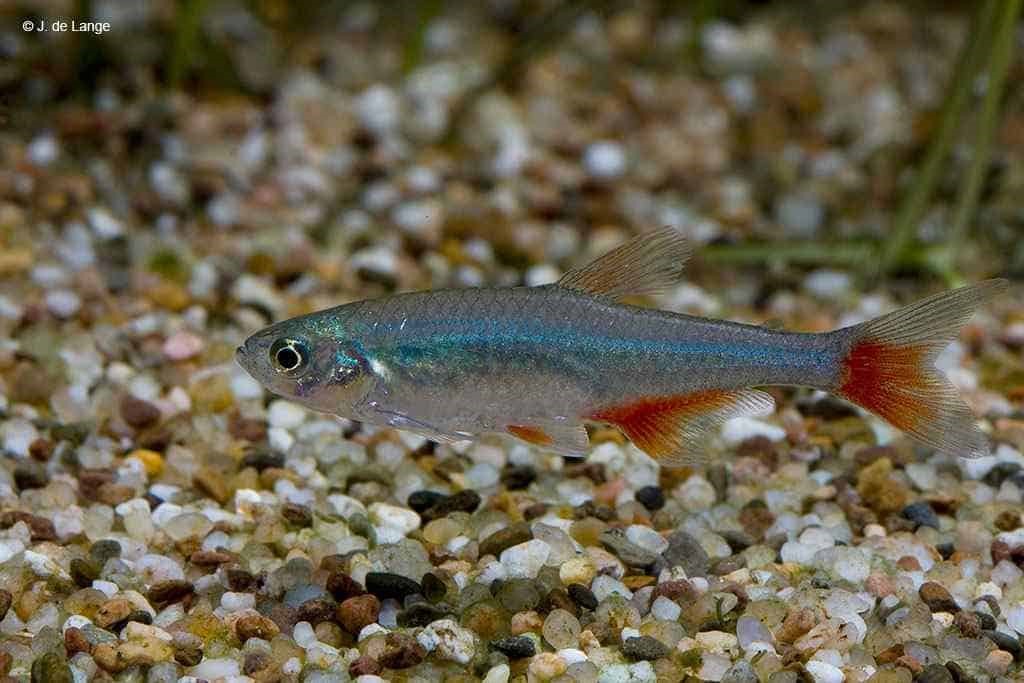 Tetra cola roja - Aphyocharax anisitsi