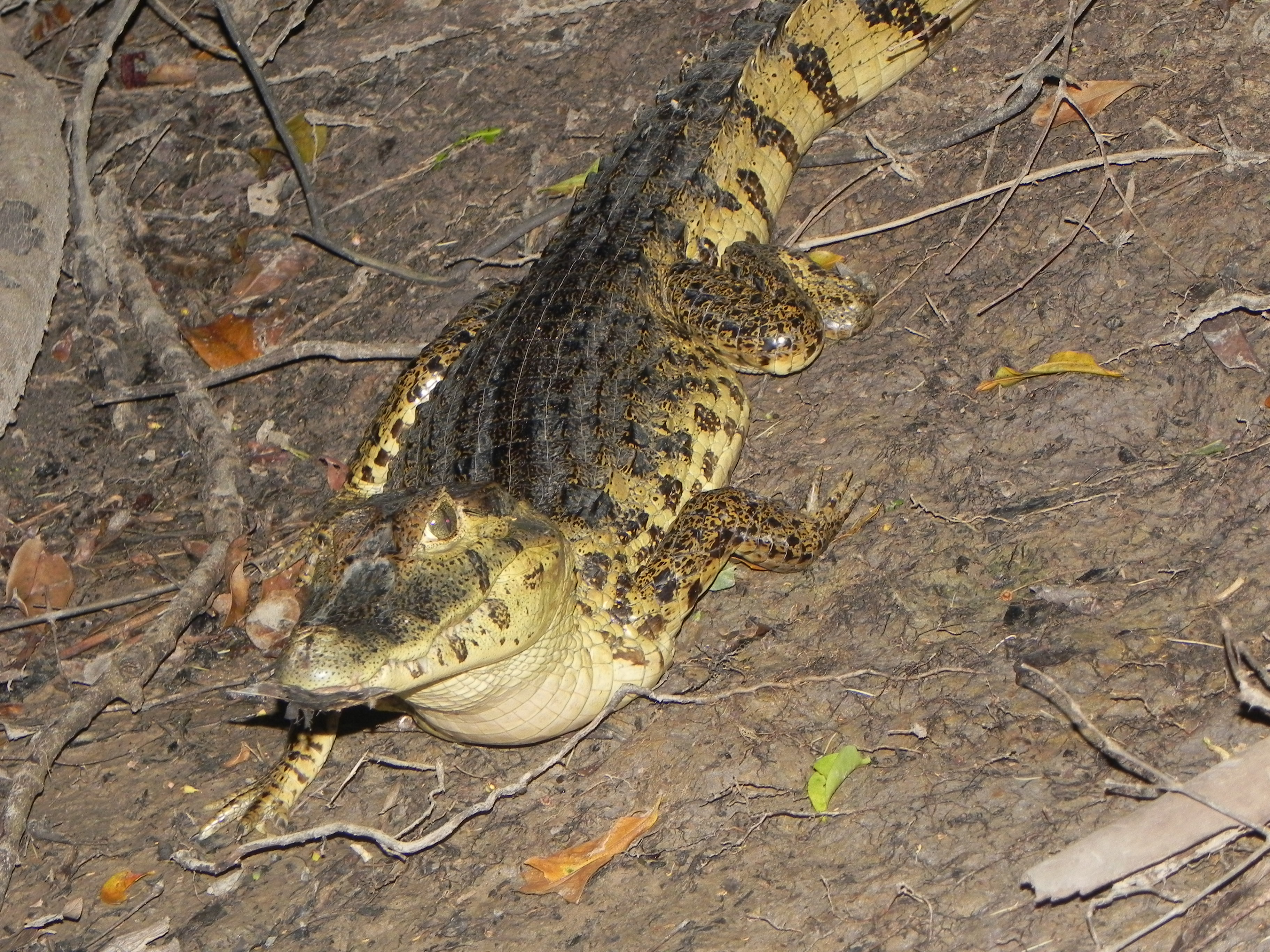 Caiman Yacare